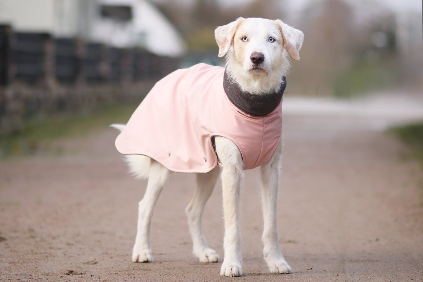 Hundemantel Softshell ROSA – Ansicht 2