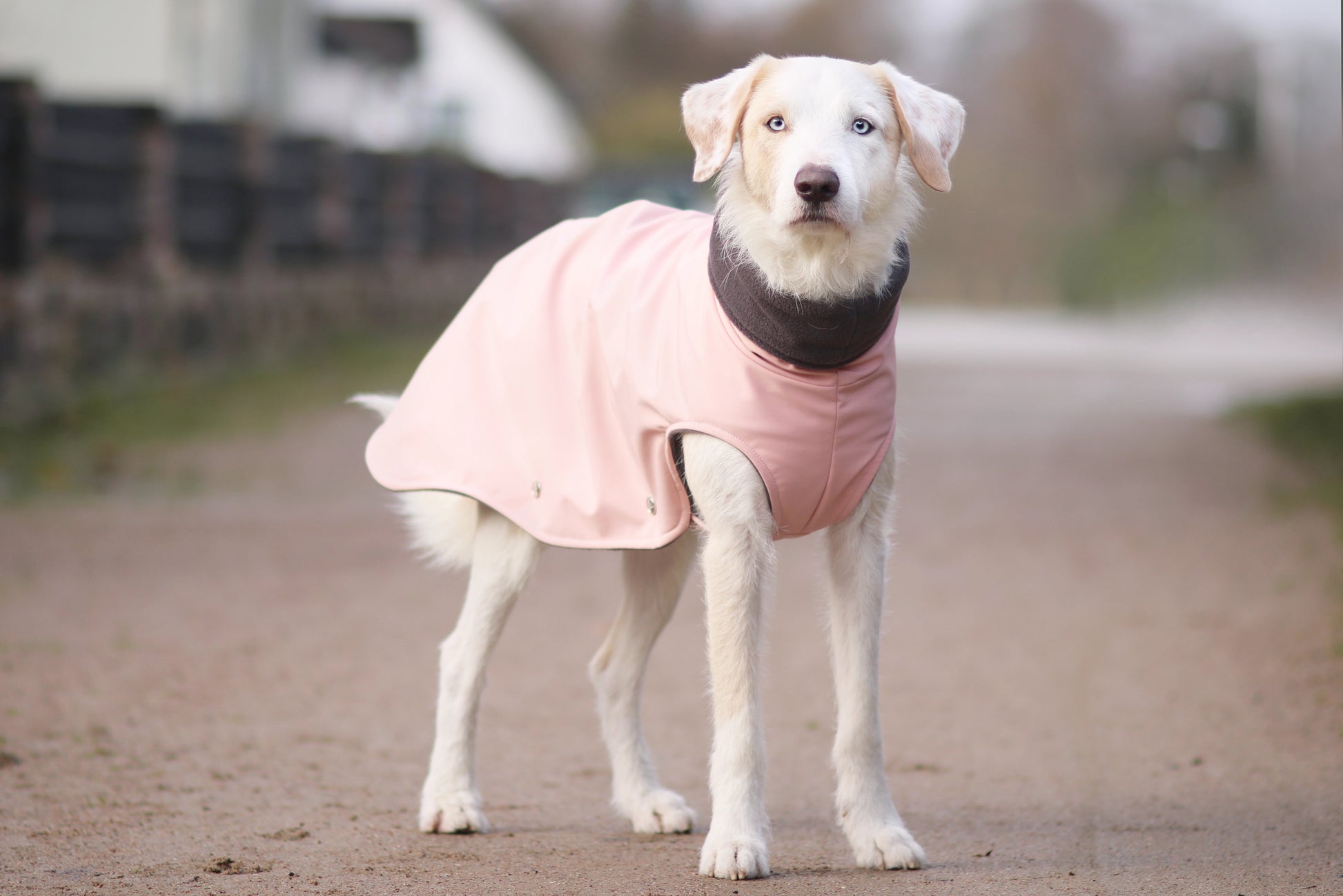 Hundemantel Softshell ROSA – Ansicht 2