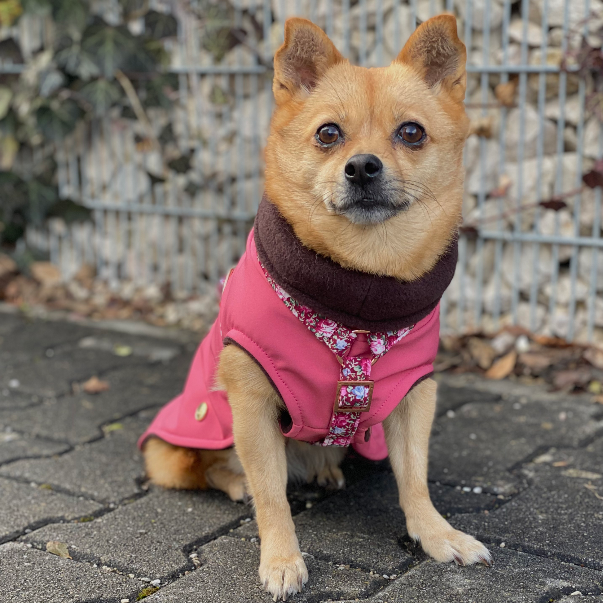 Hundemantel Softshell CANDY – Ansicht 2