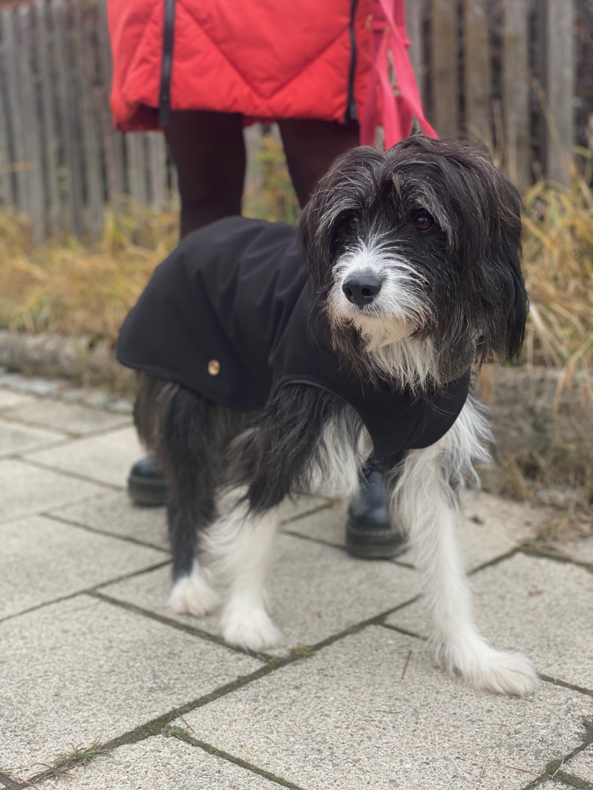 Hundemantel Softshell SCHWARZ – Ansicht 2