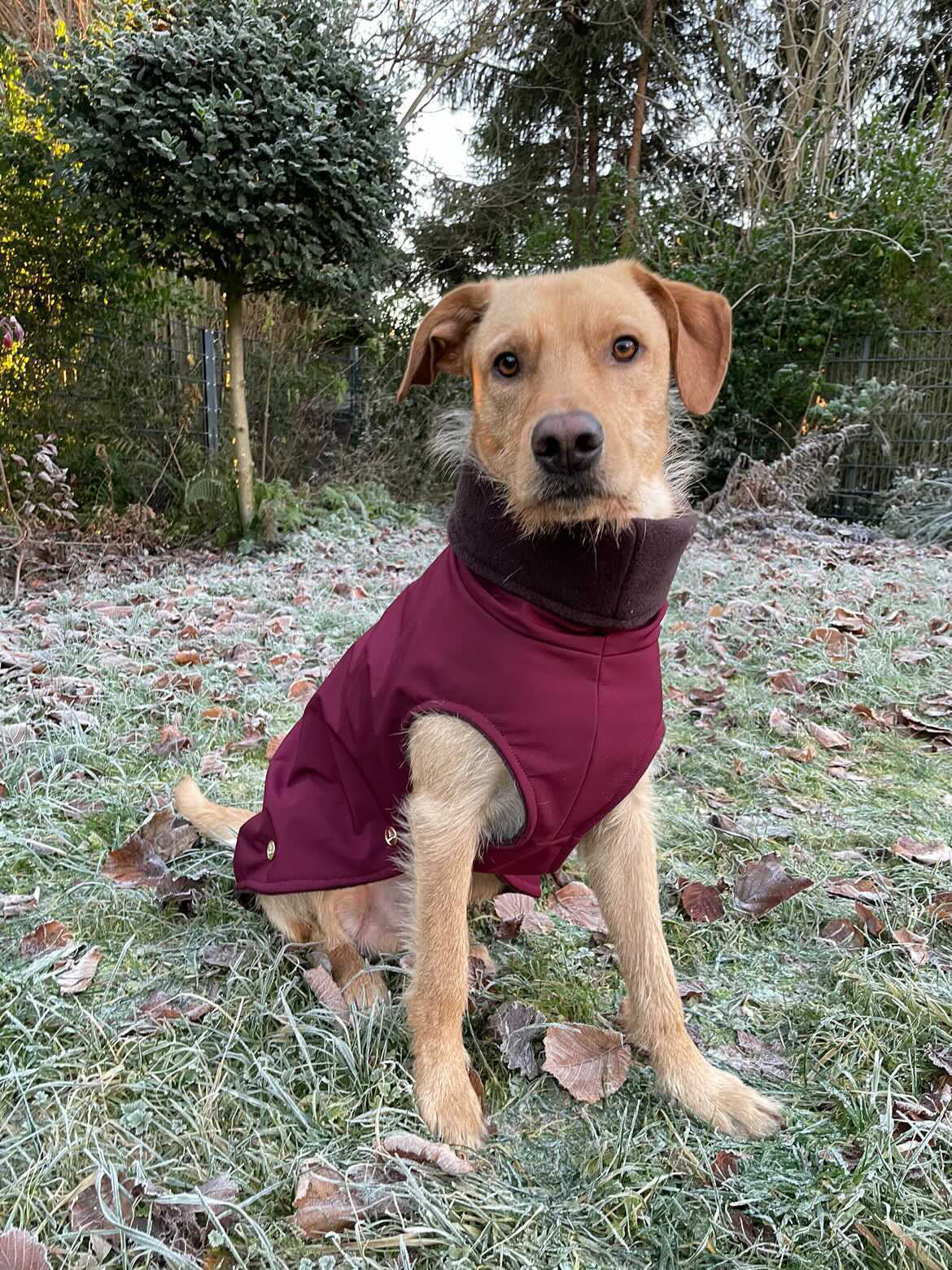 Hundemantel Softshell BORDEAUX – Ansicht 4